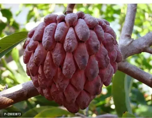 Baishnab Custard Apple Plant Custard Apple Plant-12-thumb0