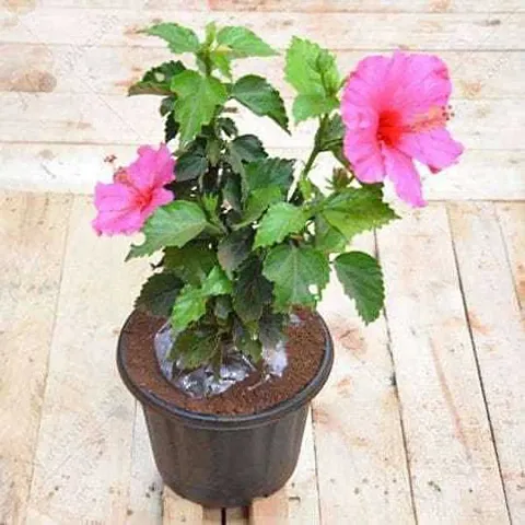 Hot Selling Plant & Planters 