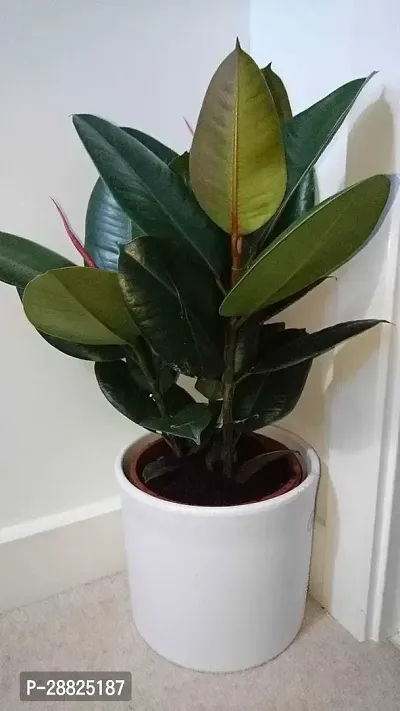 Baishnab  r0101 Rubber Tree