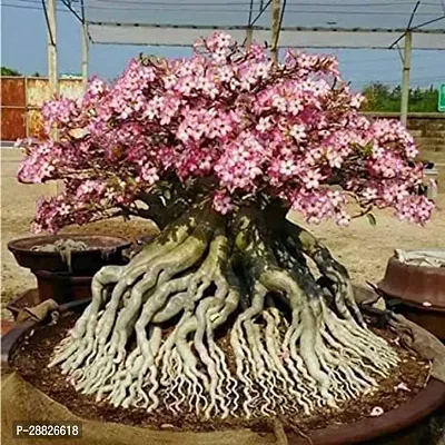 Baishnab  ADENIUM FLOWER PLANT CL34 Adenium Plant-thumb0