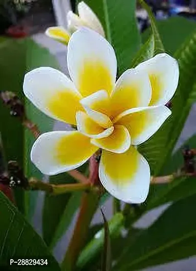 Baishnab  Plumeria Diva Flower Plant Plumeria Plant-thumb0