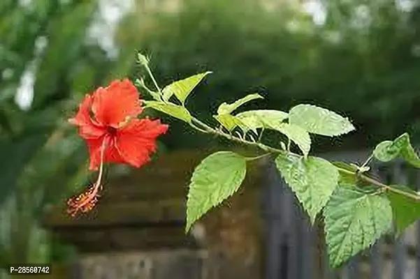 Baishnab Hibiscus Plant HIBISCUS PLANT BH