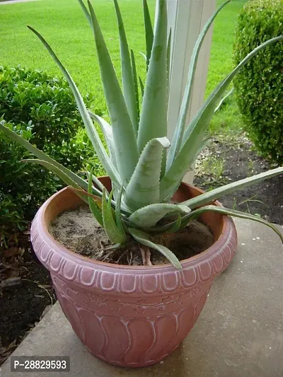 Baishnab  Aloe vera PlantZ1 Aloe Vera Plant-thumb0