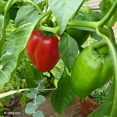 Baishnab Capsicum seed tti 200psIND 53   BEST QUALITY HYBRID HIGH PRODUCTION F1 CAPSICUM MIX SEED OF CAPSICUM HIGH IN TASTE   SHIMLA MIRCH PACK OF 200 SEEDS  GERMINATION IMPORTED SEED PACK OF 150 SEEDS200PIECE-thumb0