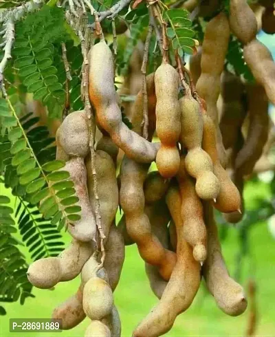 Baishnab Tamarind Plant Tamarind Plant Me143-thumb0