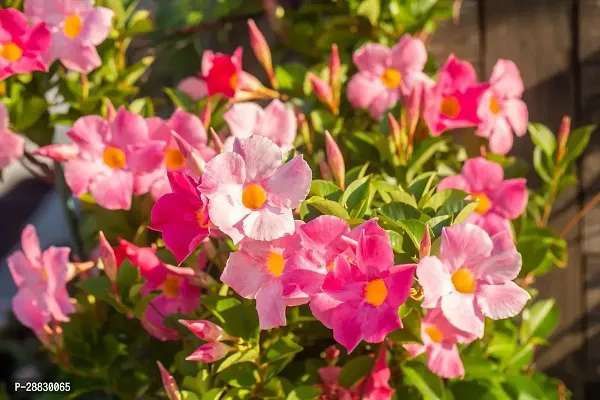 Baishnab  Mandeville flower Plant AA1 Mandevilla