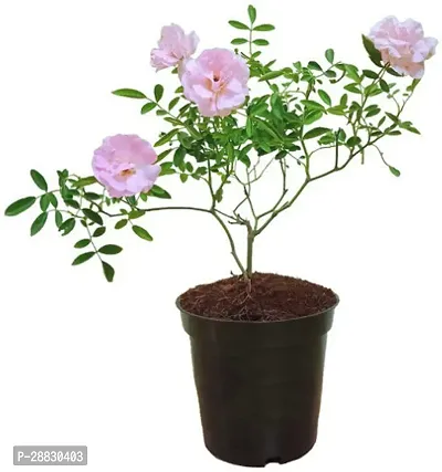 Baishnab  Shrub Rose live flower plant with pot pa-thumb0