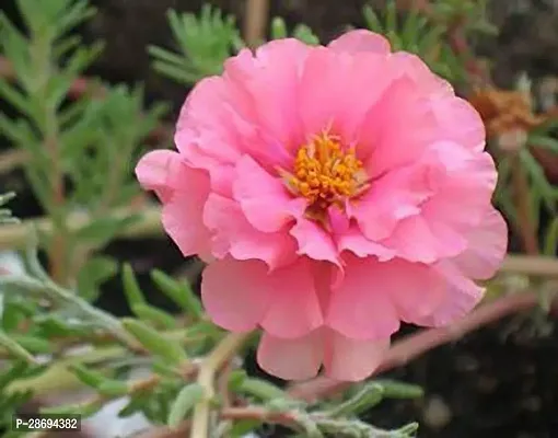 Baishnab Portulaca Plant GSDLANTOJ_846-thumb0