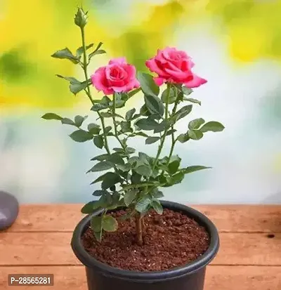 Baishnab Rose Plant Rose-thumb0