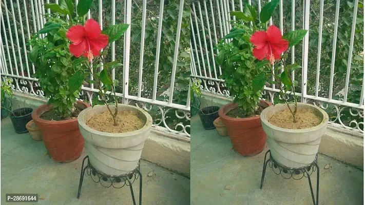 Baishnab Hibiscus Plant TIGHIBI101-thumb0