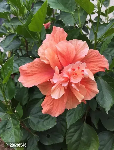 Baishnab Hibiscus Plant Orange Double Tropical Hibiscus-thumb0