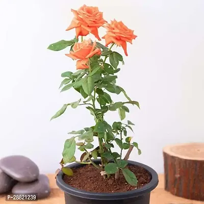 Baishnab  Plants 1120 Rose Plant-thumb0