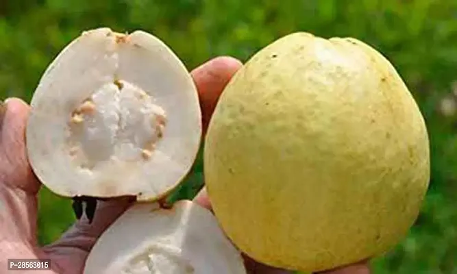 Baishnab Guava Plant Dwarf Rare High Delicious White Guava Fruit Live Plant 1 Healthy Live Plant With Plastic Bag-thumb0