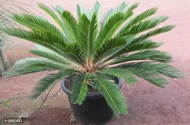 Baishnab  Cycas Revoluta Plant Live Plant CF261 C-thumb0