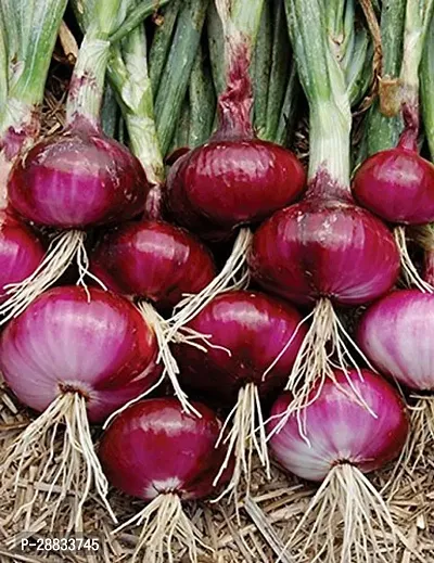 Baishnab Earth Seeds P206ONION53100PIECE-thumb0