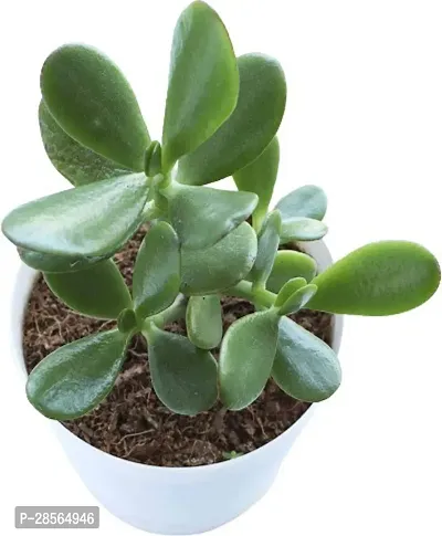 Baishnab Crassula Plant PN-Crasula021-thumb0