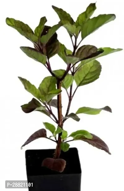 Baishnab  ecoworlds  402 Tulsi Plant-thumb0