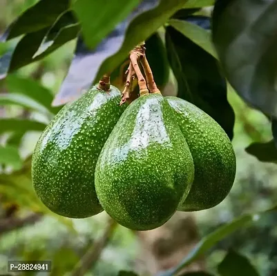 Baishnab  Reed Avocado Live PlantCF16 Avocado Pla