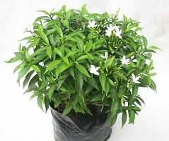 Baishnab Jasmine Plant MINI TAGOR-thumb1