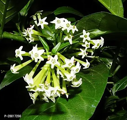 Baishnab  Night Blooming Jasmine Plant 130 Jasmine-thumb0