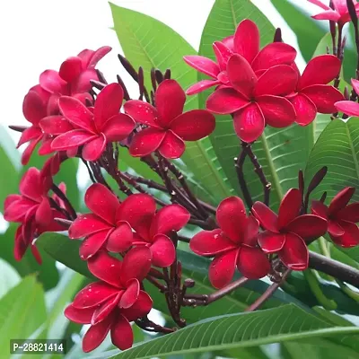 Baishnab  Plumeria Flower Red Live Plant CF05 Ros-thumb0