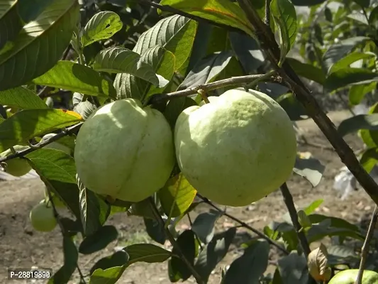Baishnab  GH011 Guava Plant-thumb0
