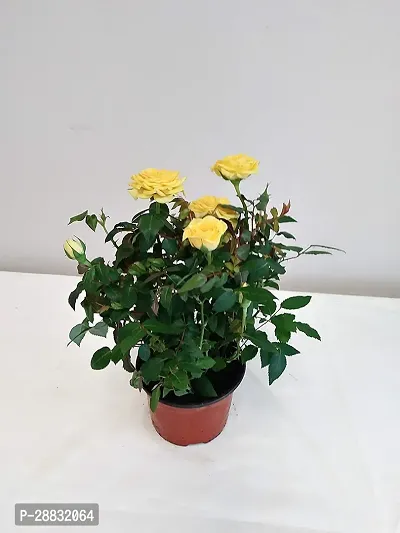 Baishnab  Climbing Rose red Live Plant with Nursery-thumb0