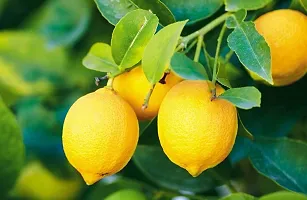 Baishnab Lemon Plant All Time Lemon Tree Plant (Hybrid, pack of 1)-thumb1