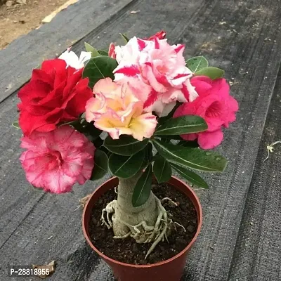 Baishnab  Adenium Flower Plant08h Adenium Plant