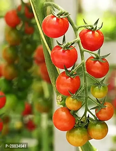 Baishnab Tomato seed 1000ps hbjjhbDIV   353 Cherry Tomato Organic Tamatar Seeds 500 Beej AW35500PIECE-thumb0