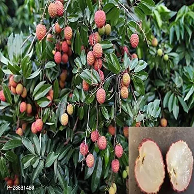 Baishnab  Litchi Early Seedless Variety Lychee Frui-thumb0