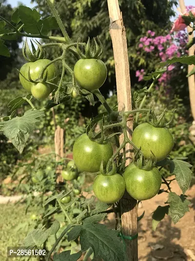 Baishnab Tomato Plant Tomato Plants Seeds-thumb0