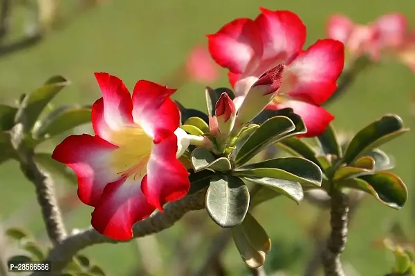 Baishnab Adenium Plant Adenium plant 1-thumb3