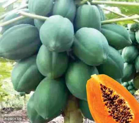 Baishnab ps 1I B F1 Hybrid Madhavi Dwarf Papaya Seeds25PIECE