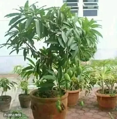 Baishnab Mango Plant GREEN SWEET MANGO-thumb0