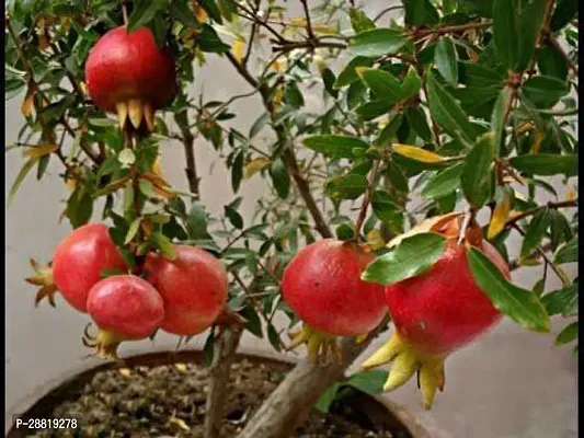 Baishnab  zz11 Pomegranate Plant-thumb0