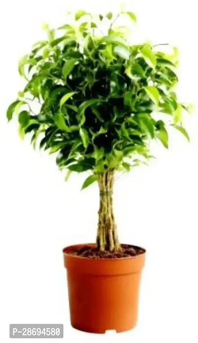 Baishnab Ficus Plant EZTEIXbonsai32-thumb0