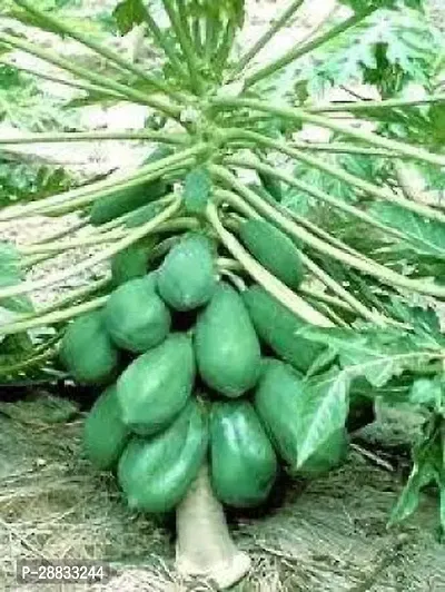 Baishnab Papaya seed 150 per packetPP40  BEST QUALITY SEED OF PAPAYA  PAPITA PACK OF 150 SEEDS   GERMINATION IMPORTED SEED PACK OF 150 SEEDS150PIECE-thumb0