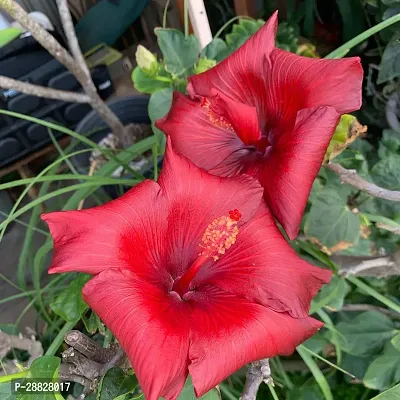 Baishnab  Hibiscus Red Live Flower Plant CF3301241