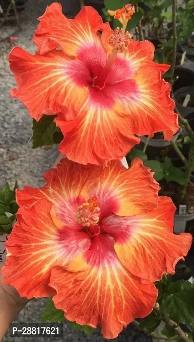 Baishnab  qlz01 Hibiscus Plant