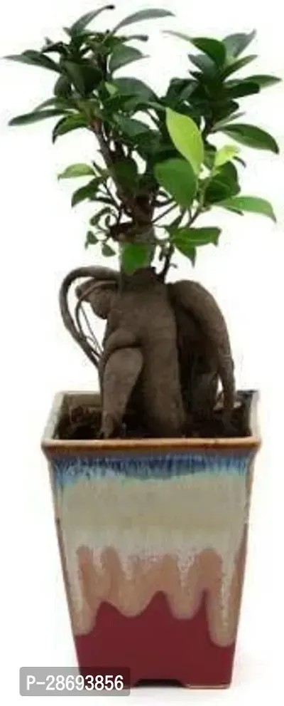 Baishnab Ficus Plant Ficus Plant-thumb0