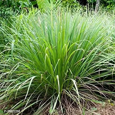 Baishnab  Lemon Grass Plant CFA254 Lemon Grass P