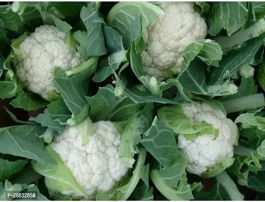 Baishnab cauliflower seeds 350 piecesDSI SPL 251350PIECE