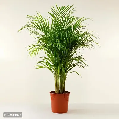 Baishnab  ai11 Areca Palm-thumb0