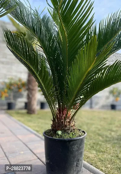 Baishnab  Cycas Revoluta Plant Live Plant CF90 Cy