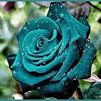 Baishnab Rose Plant Blue Rose Plant .62-thumb1