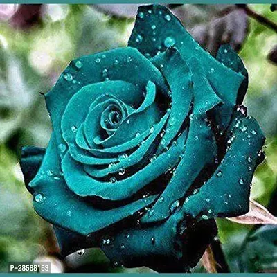 Baishnab Rose Plant Blue Rose Plant .62-thumb2