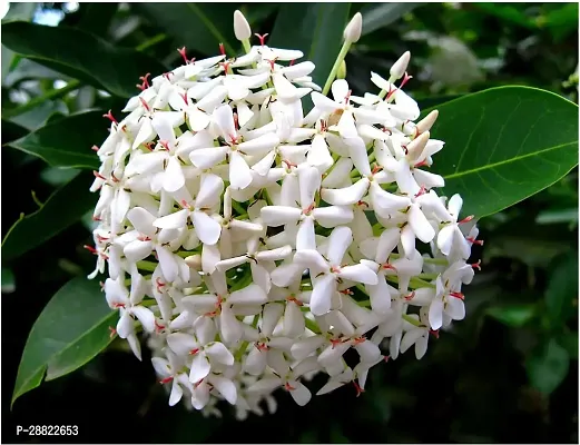 Baishnab  Ixora White PlantCFA402 Trothic Ixora-thumb0