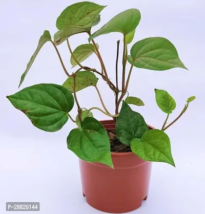 Baishnab  Betel leaf Plant Betel Leaf Plant-thumb0