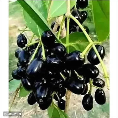 Baishnab  Black Jamun Plant HybridCFA209 Jamun P-thumb0